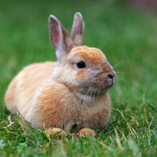 Architect Peaches Sunfield Soap