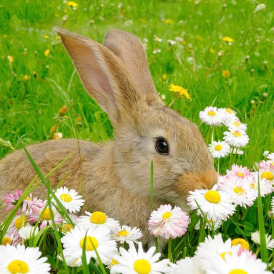 Guardian Shelly Oceansong (Shoop Bee Doo) Sugar Scrub