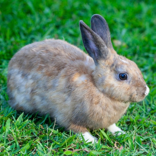 Cuisinist Cherry Windspice Sugar Scrub