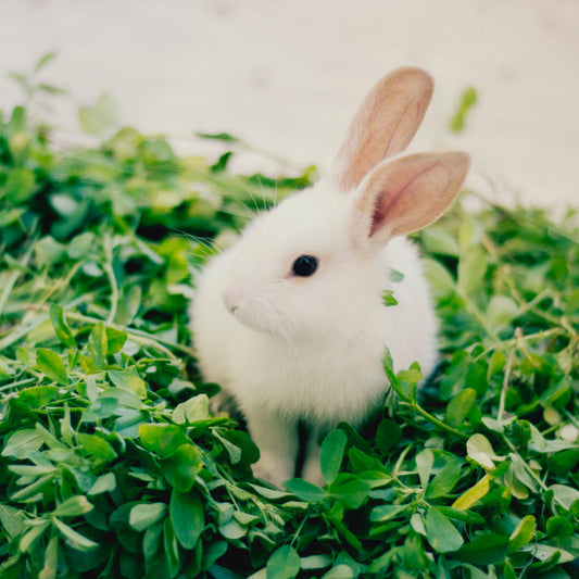 Messenger Poppy Starmallow Body Butter