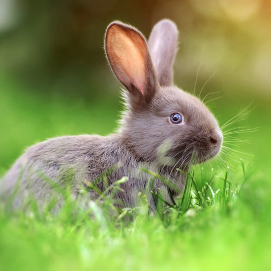 Ephemerist Candy Flowercane (Human Energy) Soap