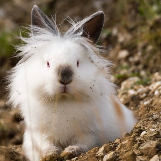 Forecaster Calder Seamoss Body Butter