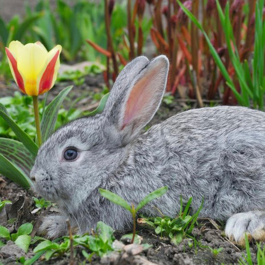 Architect Majoram Hedgebloom Sugar Scrub