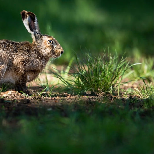 Forecaster Brooke Lightbloom Soap