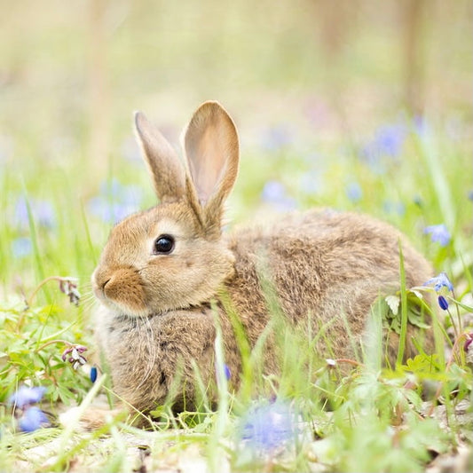 Ephemerist Viola Mornbud Sugar Scrub