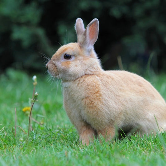 Diviner Hyacinth Dawnleaf Body Butter
